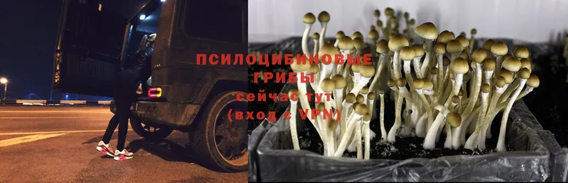 где купить наркоту  Великие Луки  Галлюциногенные грибы Cubensis 